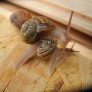 Le Crusole - Les escargots de Malicorne - GERS