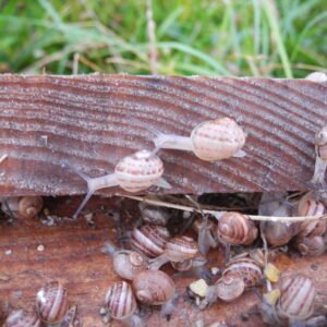 Le Crusole - Les escargots de Malicorne - GERS